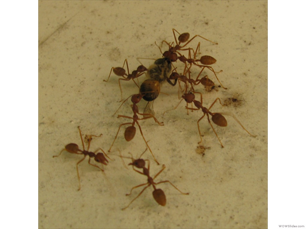 Mulanje Bug1001