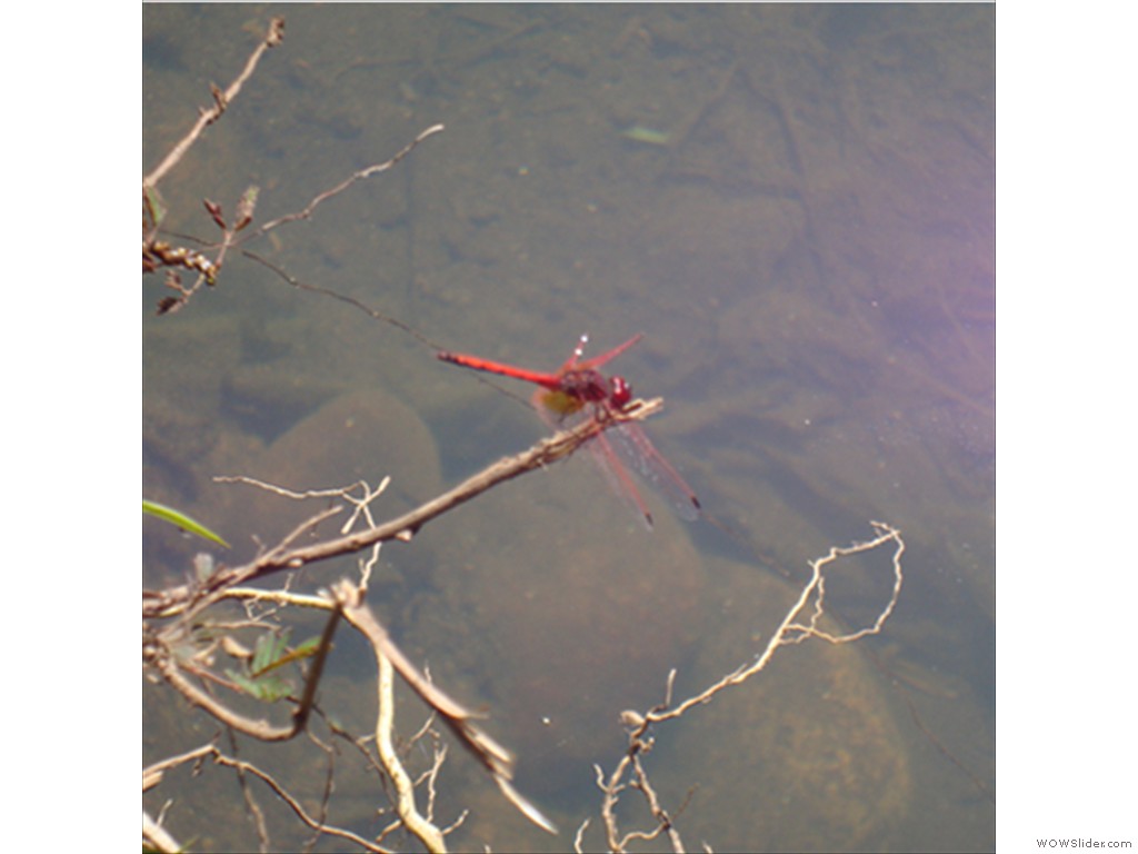 Mulanje Bug1005
