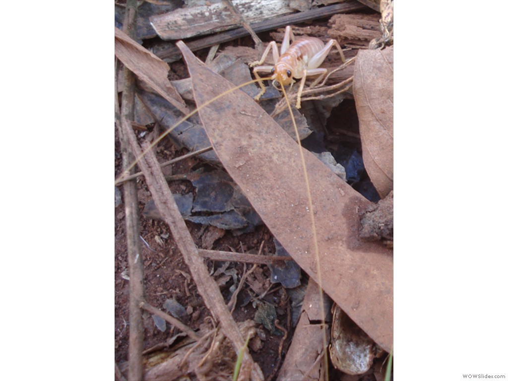 Mulanje Bug1008