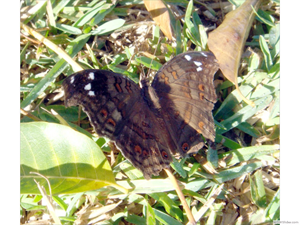 Mulanje Bug1010