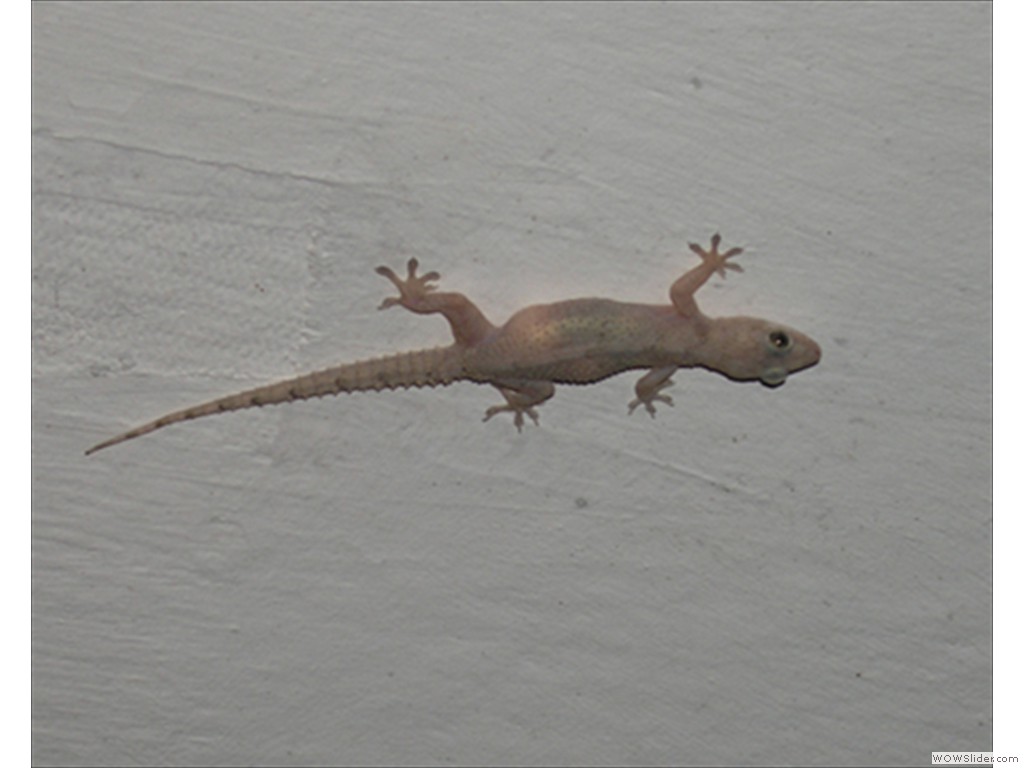 Mulanje Bug1017