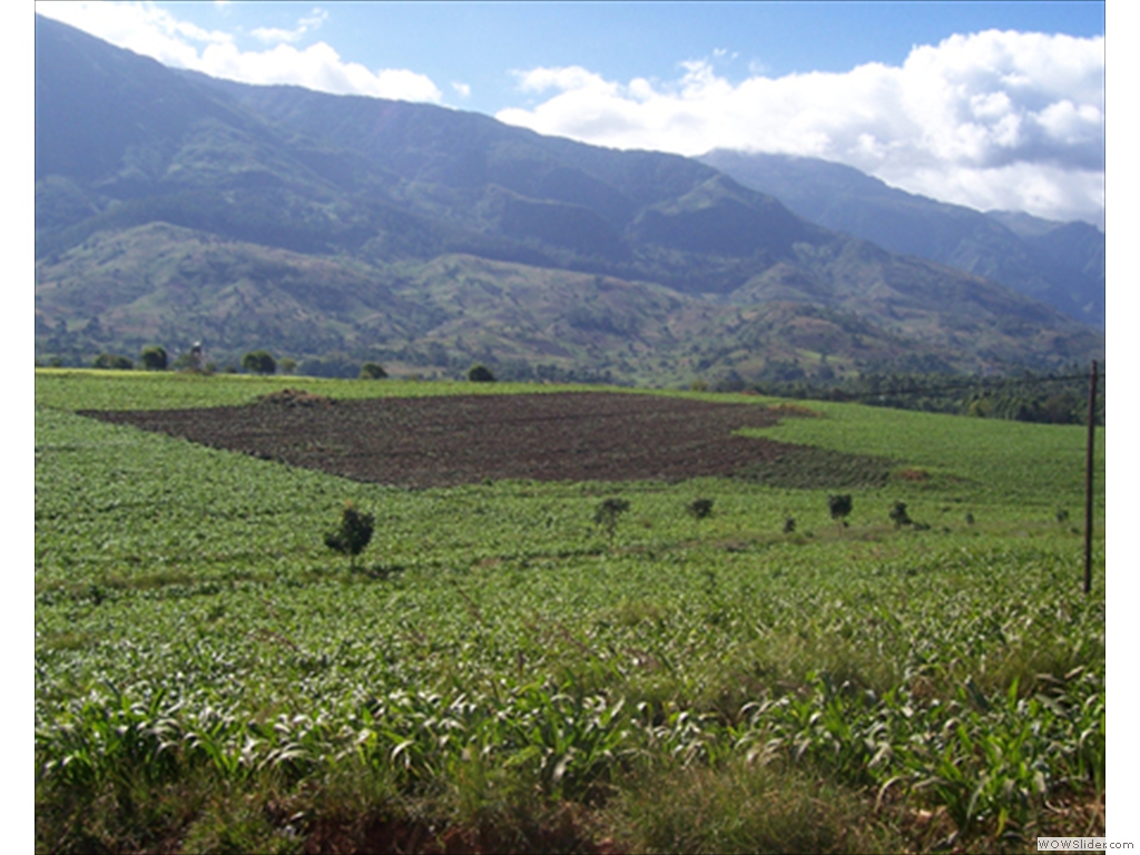 Mulanje Tea1000