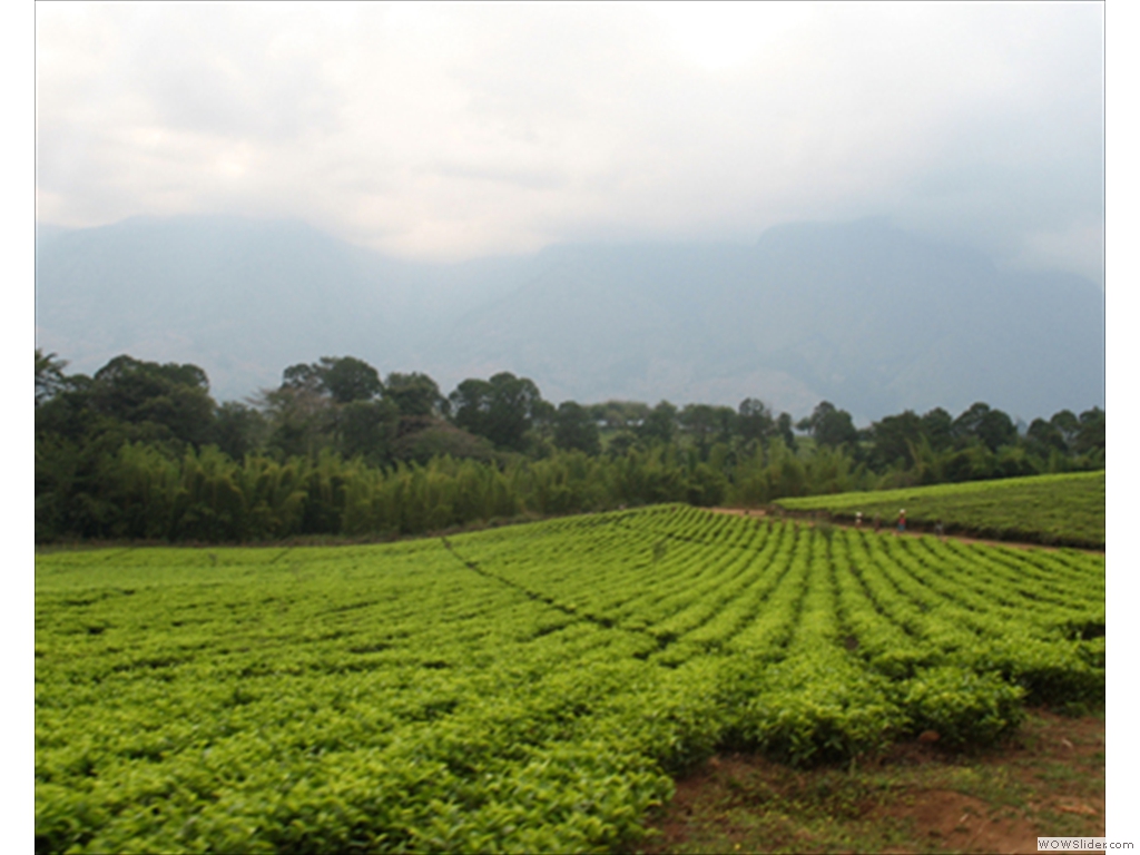 Mulanje Tea1001