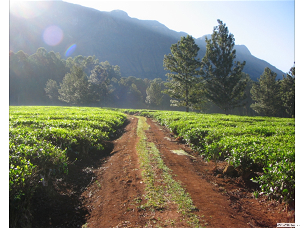 Mulanje Tea1002