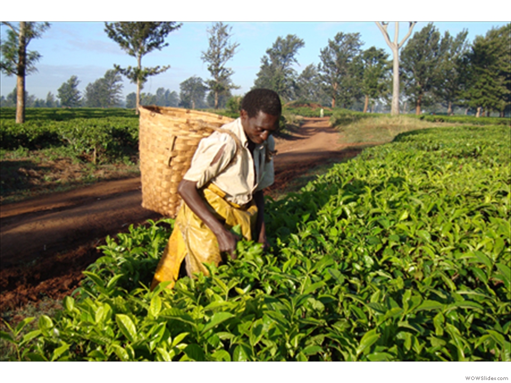 Mulanje Tea1007