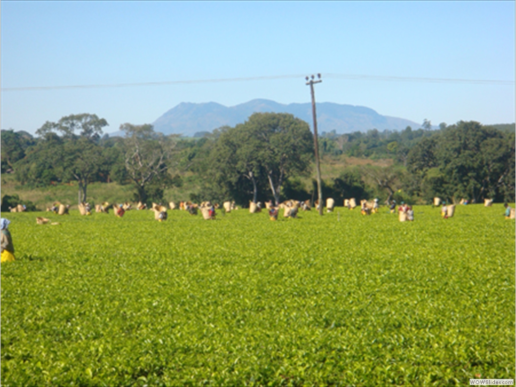 Mulanje Tea1008