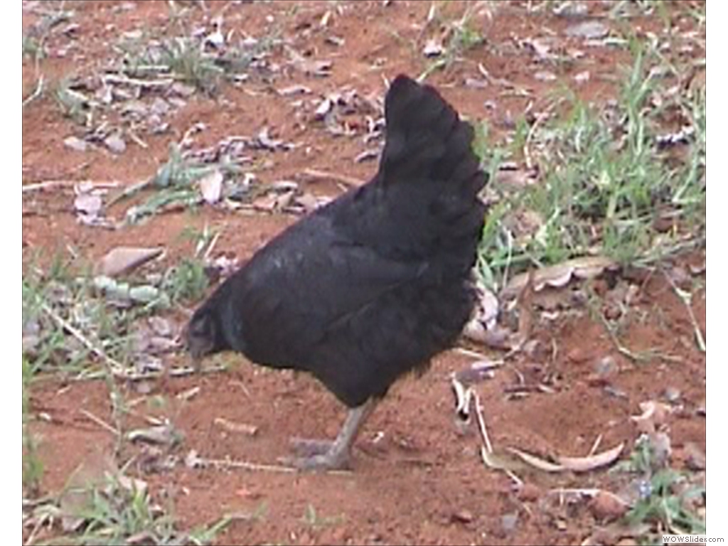 Mulanje Live Stock1000
