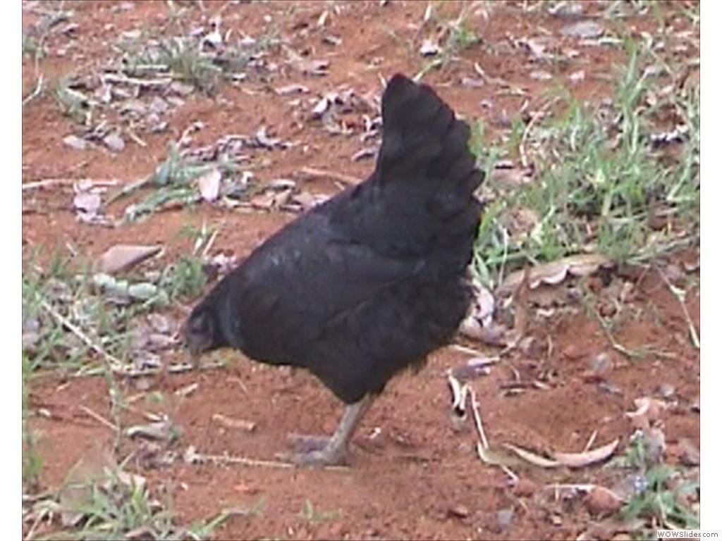 Mulanje Live Stock1001