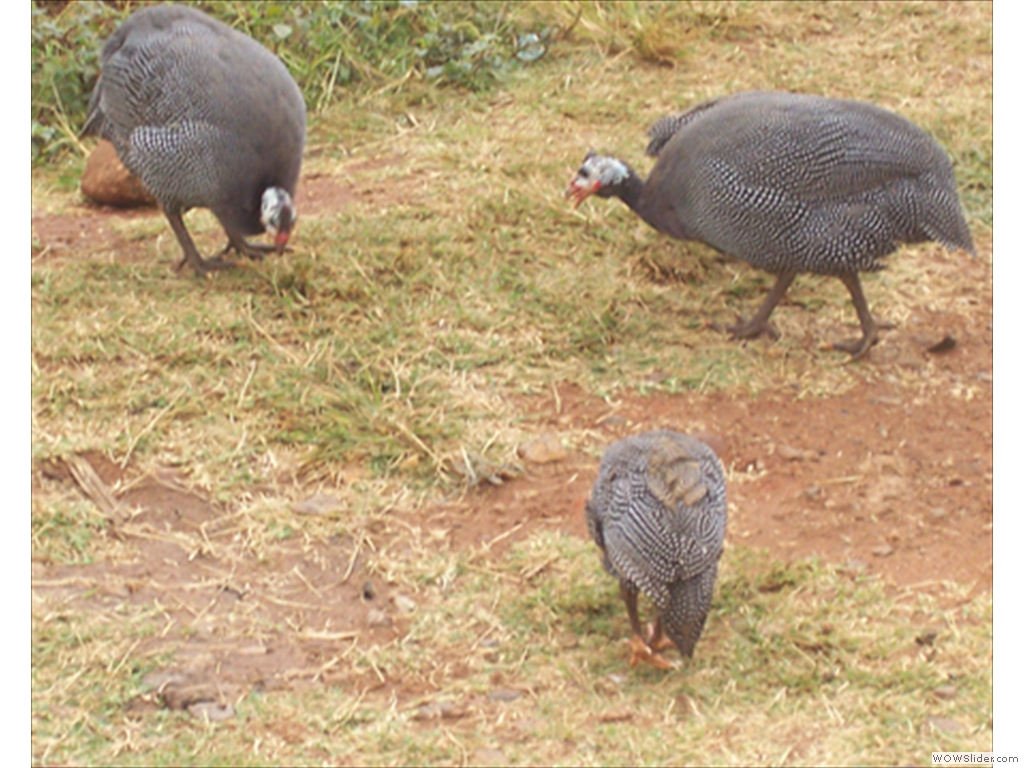 Mulanje Live Stock1003