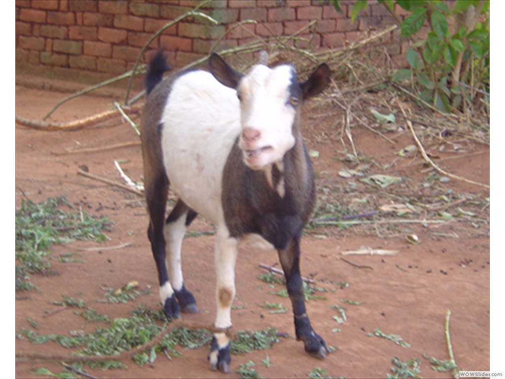 Mulanje Live Stock1004