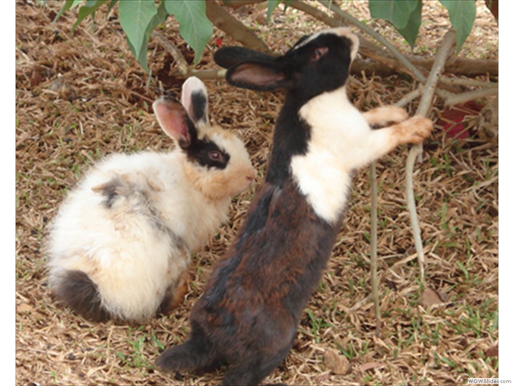 Mulanje Live Stock1005