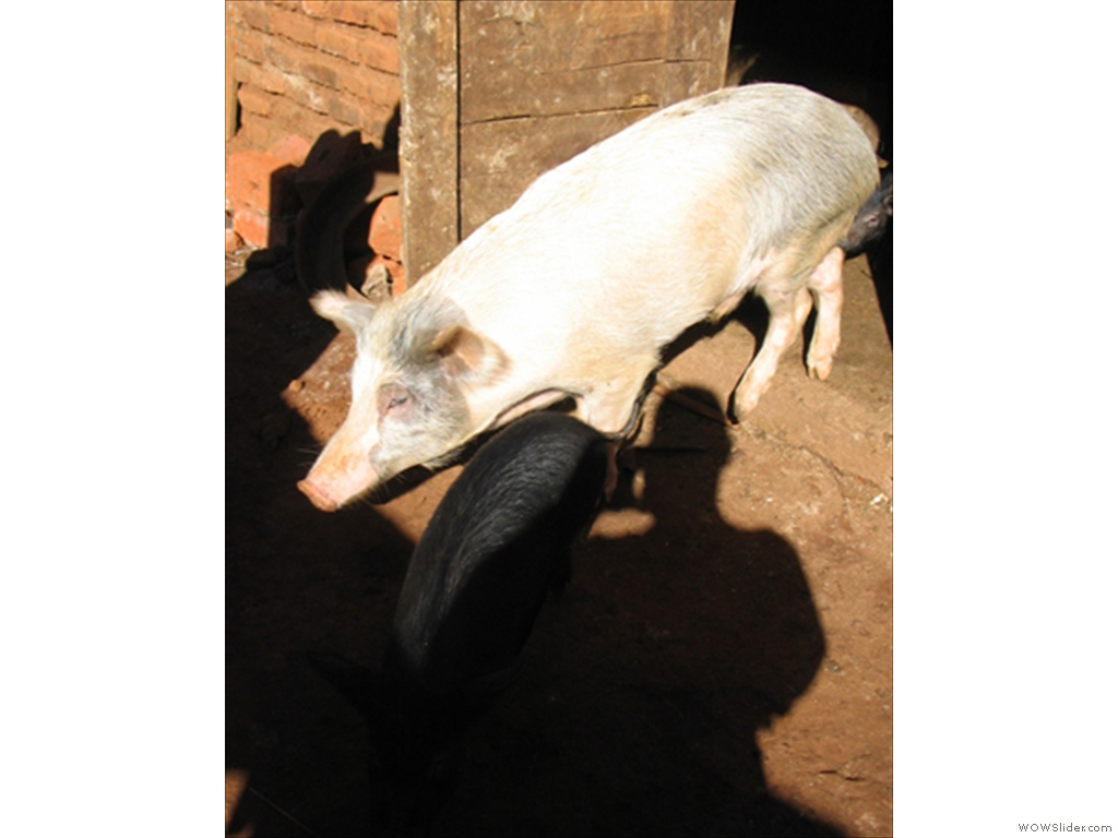 Mulanje Live Stock1007