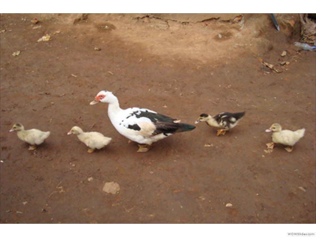 Mulanje Live Stock1008