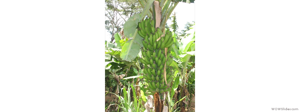 Mulanje Local Crops1000