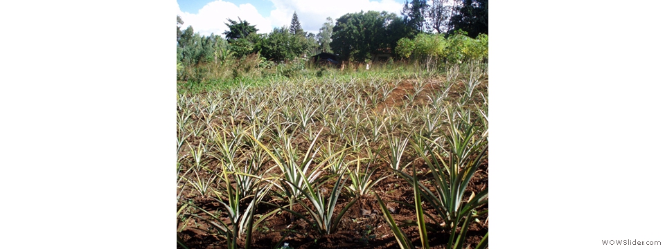 Mulanje Local Crops1002