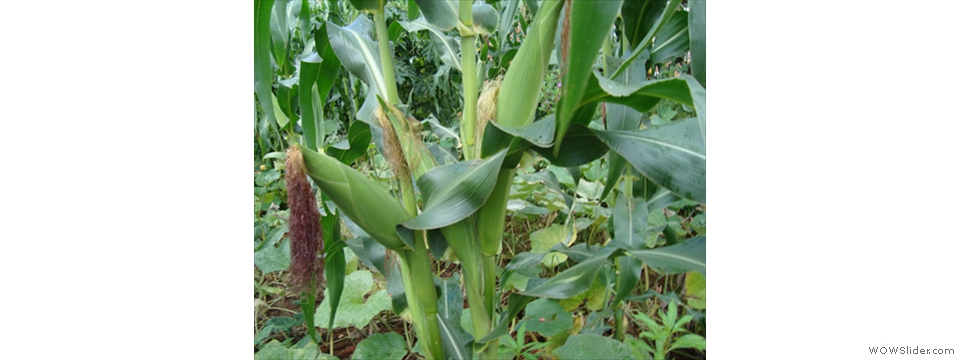 Mulanje Local Crops1004