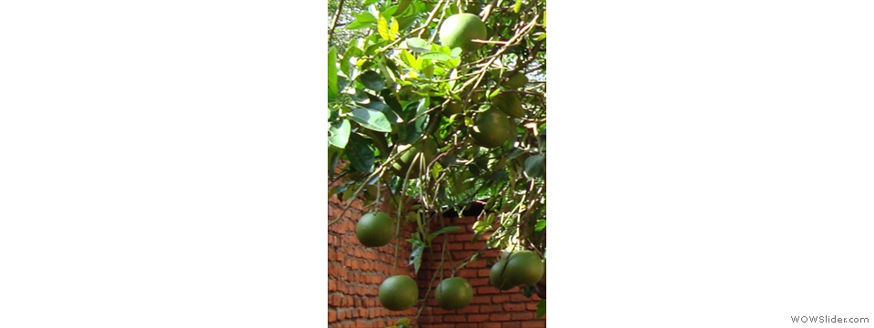 Mulanje Local Crops1006