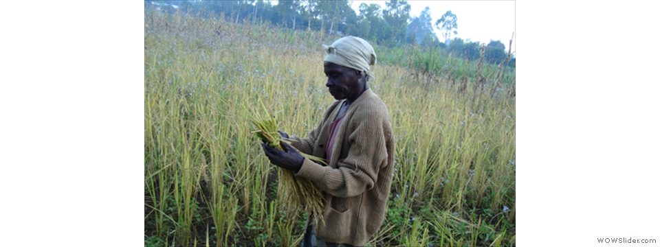 Mulanje Local Crops1009