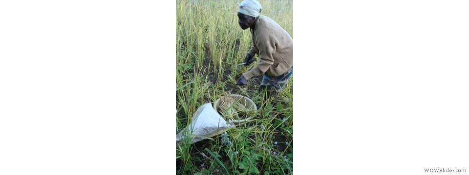 Mulanje Local Crops1010