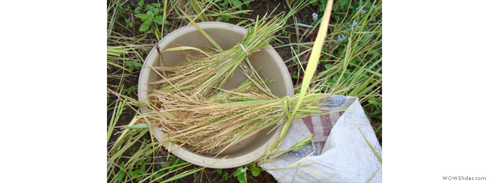 Mulanje Local Crops1011