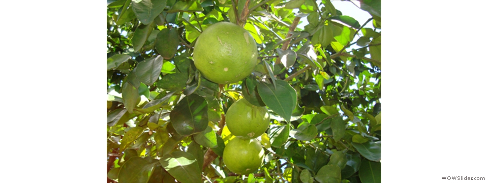 Mulanje Local Crops1012