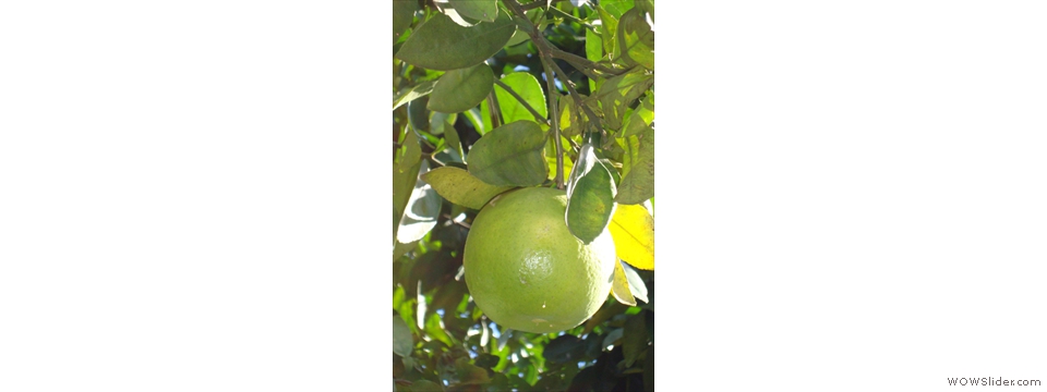 Mulanje Local Crops1013