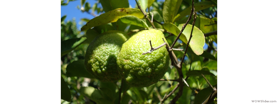Mulanje Local Crops1014