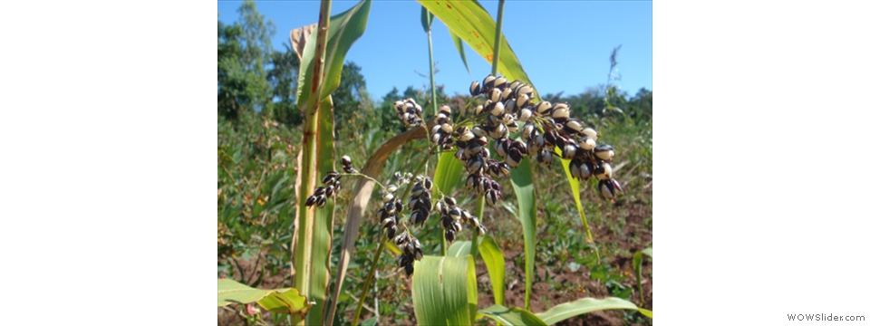 Mulanje Local Crops1015