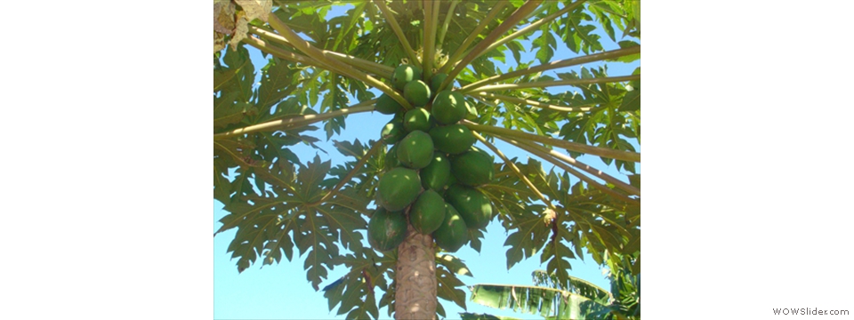 Mulanje Local Crops1017