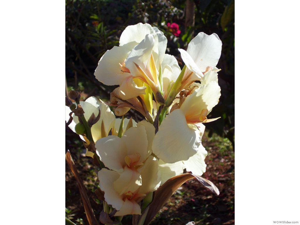 Mulanje Flora and Fauna1000