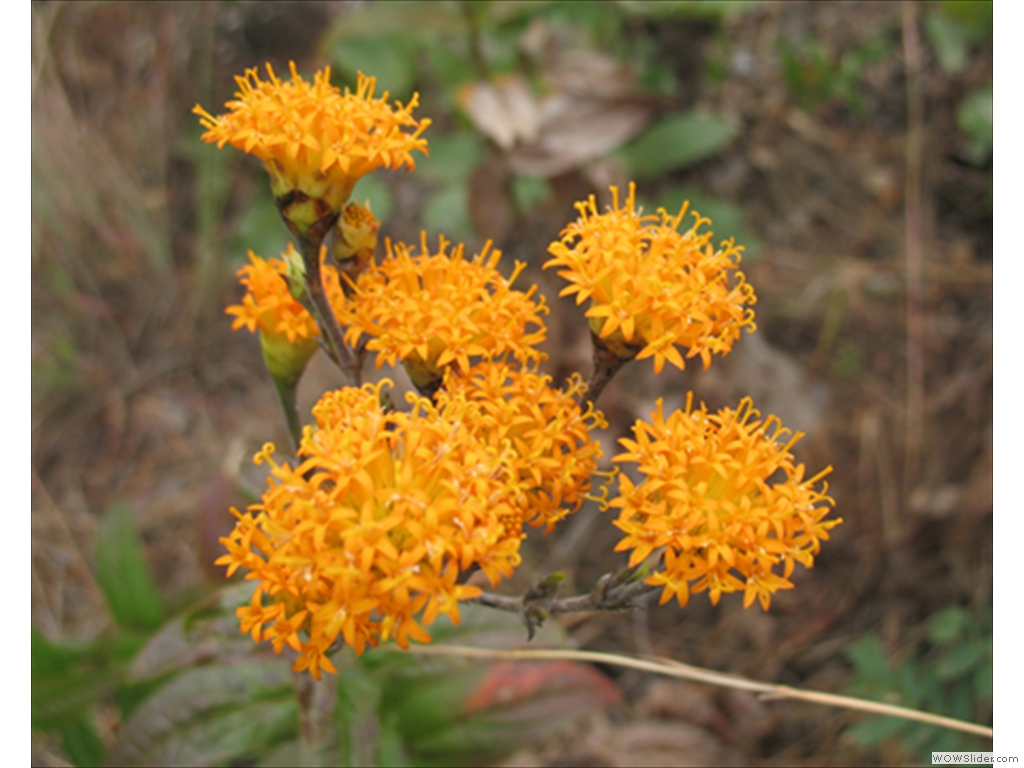 Mulanje Flora and Fauna1001