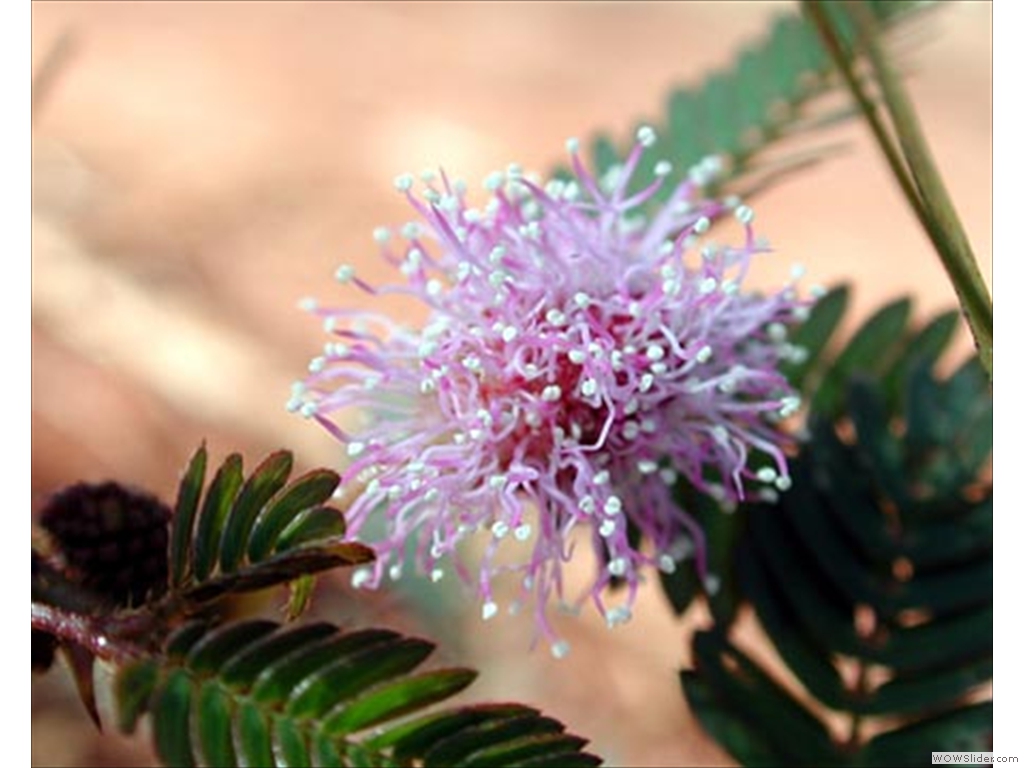 Mulanje Flora and Fauna1005