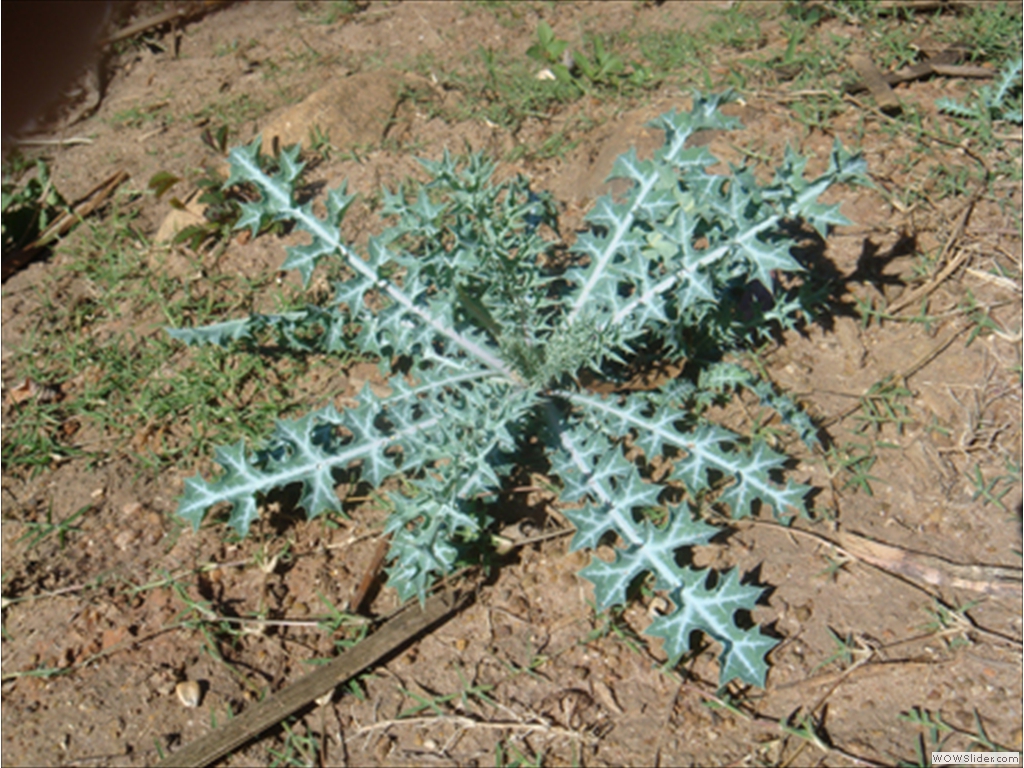 Mulanje Flora and Fauna1011